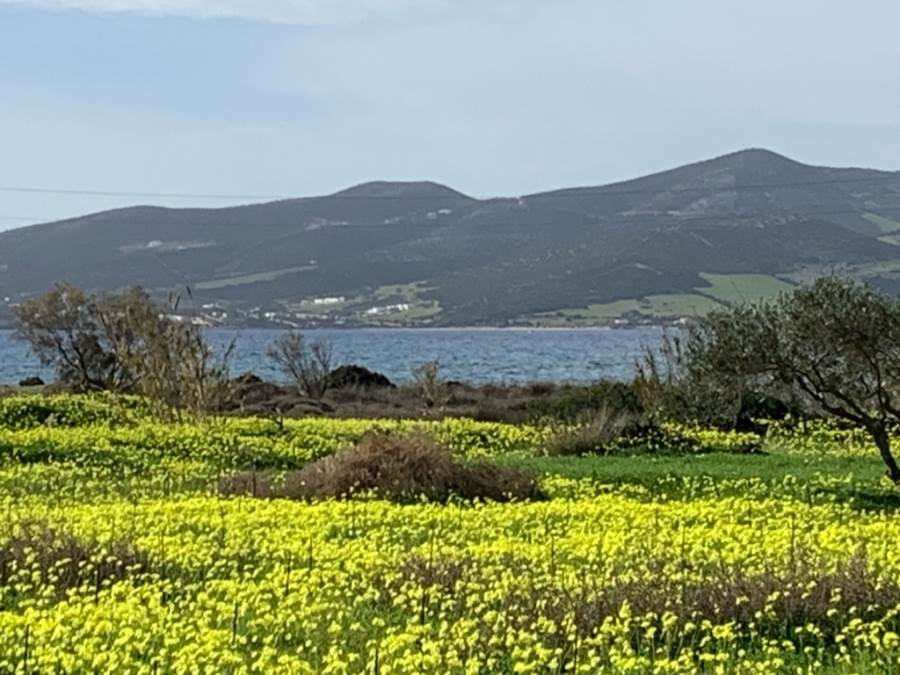 (For Sale) Land Plot || Cyclades/Paros - 8.000 Sq.m, 1.700.000€ 